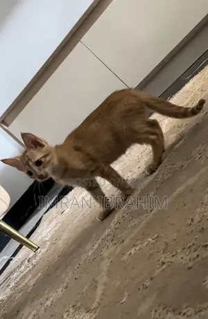 1-3 months Female Mixed Breed American Shorthair