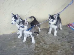 1-3 months Female Mixed Breed Lhasa Apso