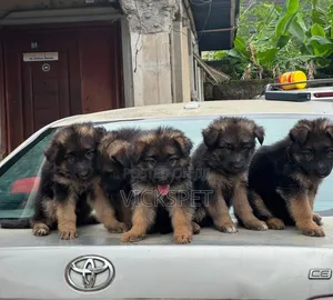 1-3 months Female Purebred German Shepherd