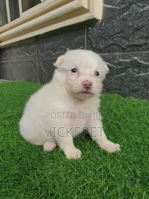 1-3 months Female Purebred American Eskimo