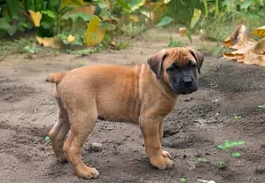 1-3 months Female Purebred Boerboel