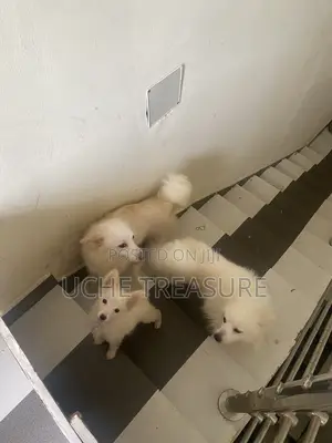 1+ year Female Purebred American Eskimo