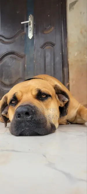 1+ year Female Purebred Boerboel