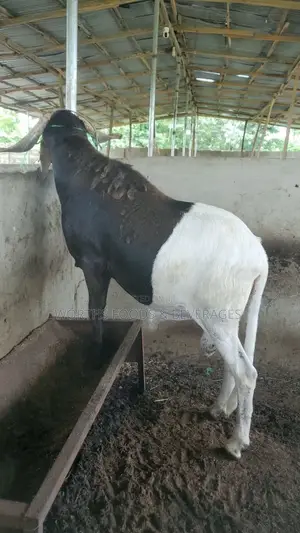Big Rams for Sallah