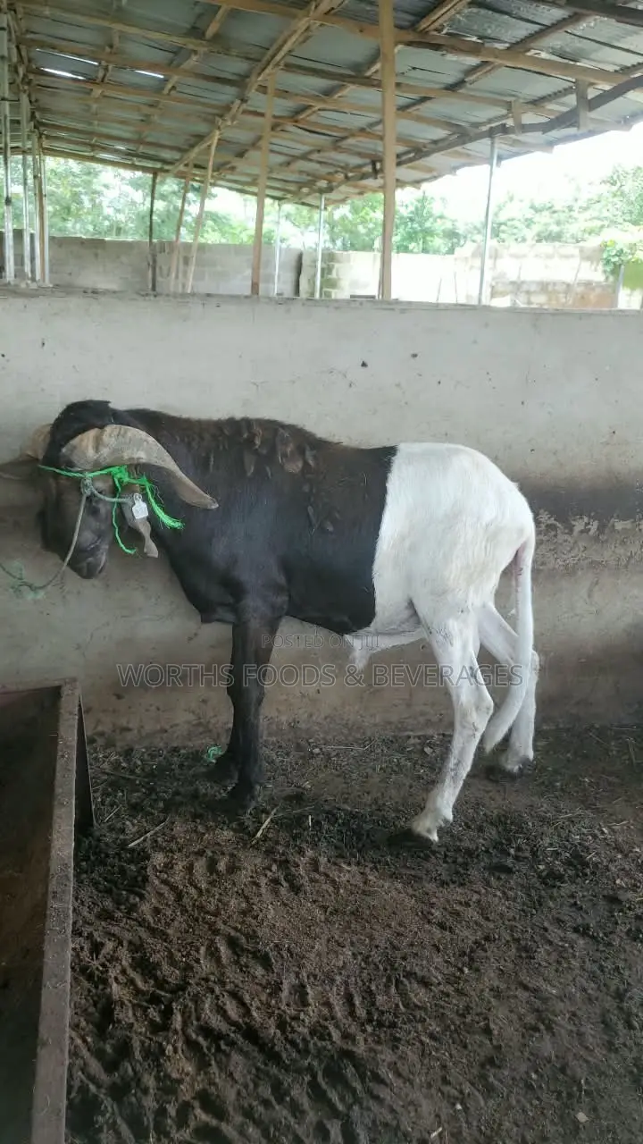 Big Rams for Sallah