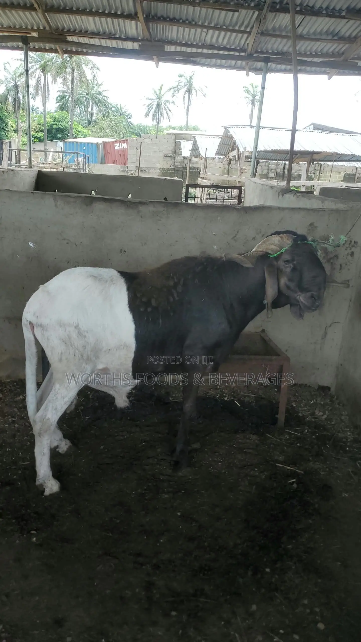 Big Rams for Sallah