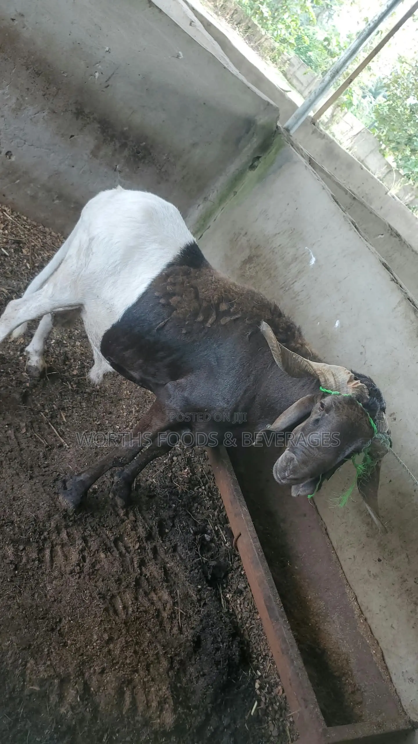 Big Rams for Sallah