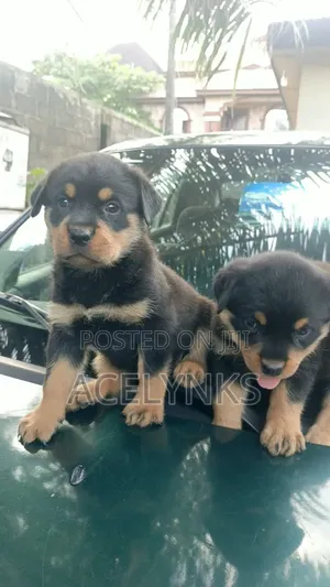1-3 months Female Purebred Rottweiler