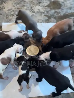 1-3 months Female Purebred American Pit Bull Terrier