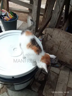 1-3 months Female Mixed Breed Cat
