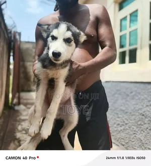 1-3 months Male Purebred Siberian Husky
