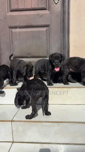 1-3 months Female Purebred Cane Corso