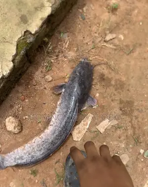 Live Fresh Catfish