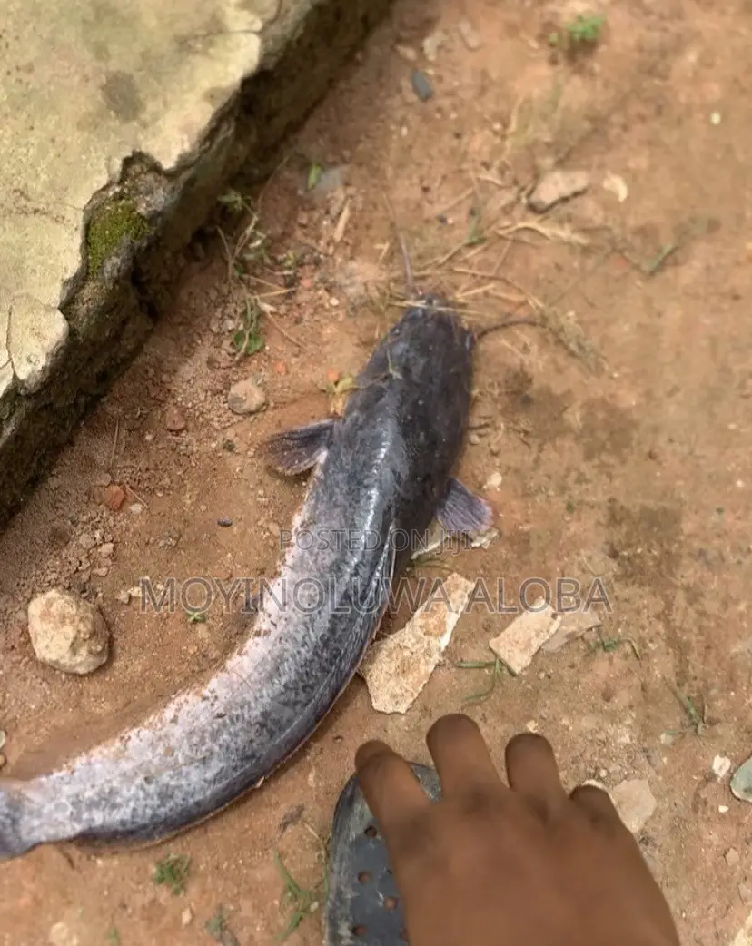 Live Fresh Catfish
