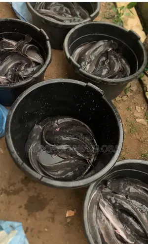 Live Fresh Catfish
