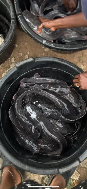 Live Fresh Catfish