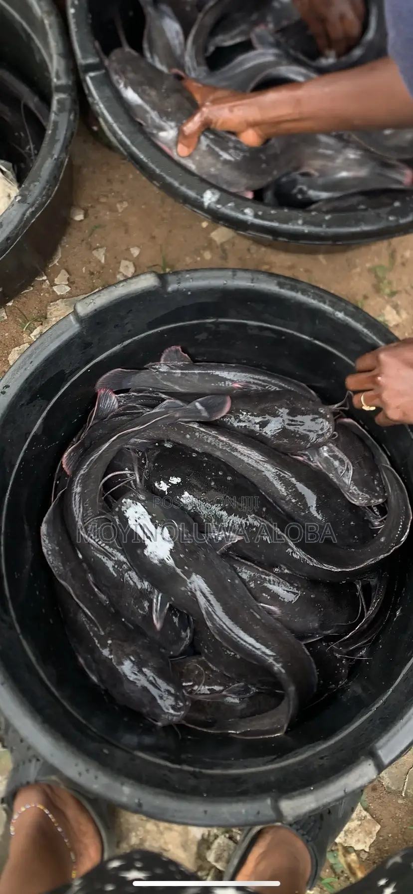 Live Fresh Catfish