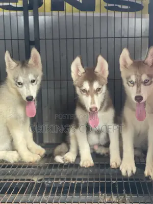 1-3 months Male Purebred Siberian Husky