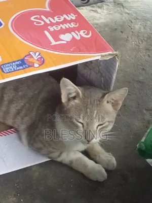 6-12 months Male Mixed Breed Cat