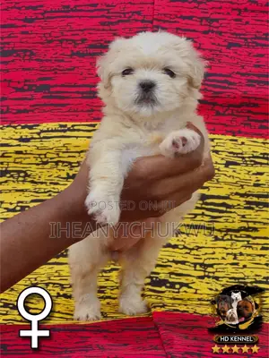 1-3 months Female Purebred Lhasa Apso