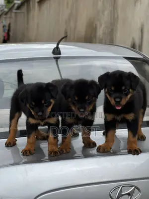 1-3 months Female Purebred Rottweiler