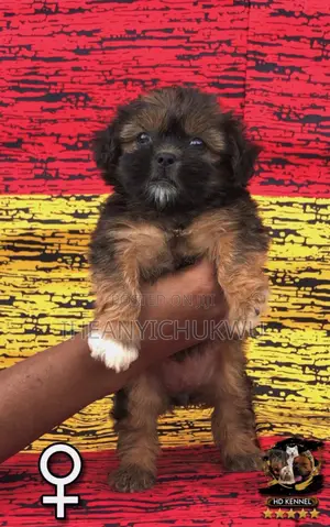 1-3 months Female Purebred Lhasa Apso
