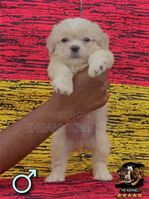 1-3 months Male Purebred Lhasa Apso