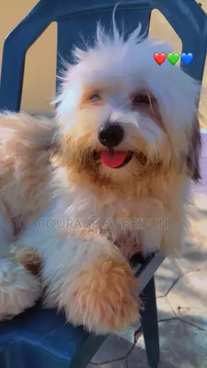 1+ year Male Purebred Lhasa Apso