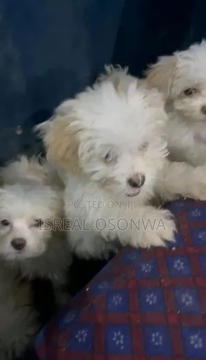 1-3 months Female Purebred Lhasa Apso