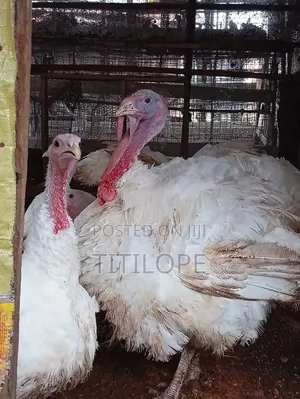 Live Turkey