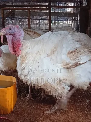 Live Turkey