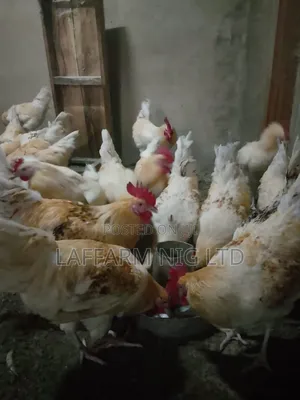 Chicken Cockreal
