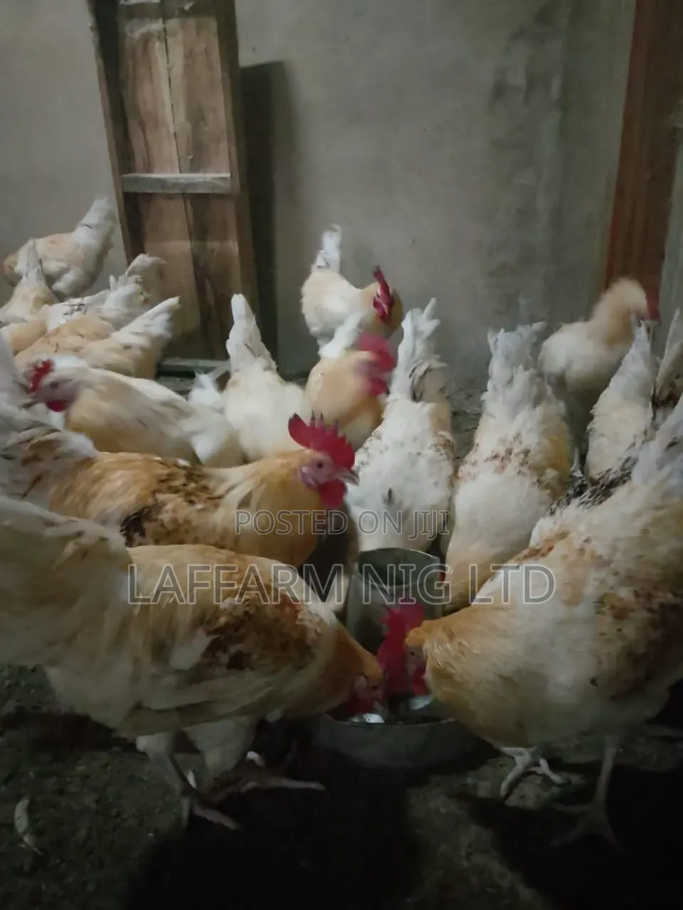 Chicken Cockreal