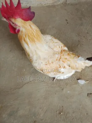 Chicken Cockreal