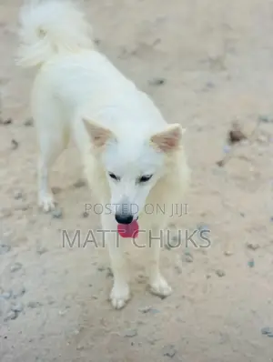 1+ year Female Purebred American Eskimo