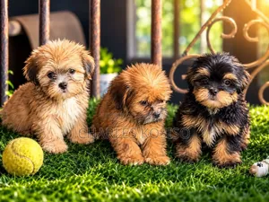 1-3 months Female Purebred Lhasa Apso
