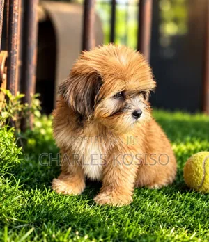 1-3 months Male Purebred Lhasa Apso