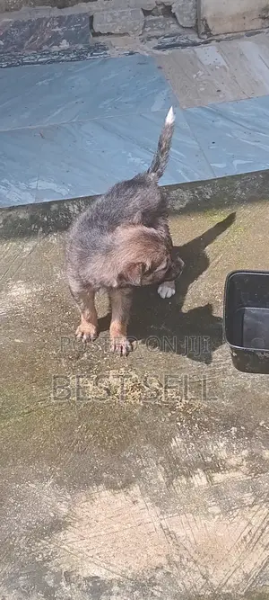 1-3 months Male Mixed Breed Dog