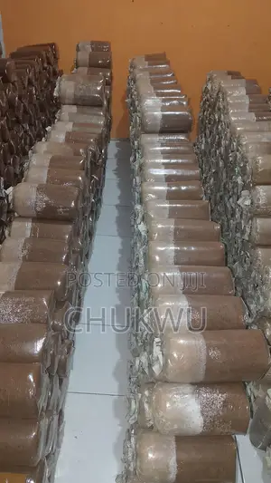 Ready to Fruit Mushroom Bag/ Fully Colonised Mushroom Bag