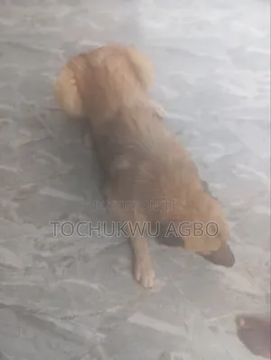 1+ year Female Purebred Caucasian Shepherd