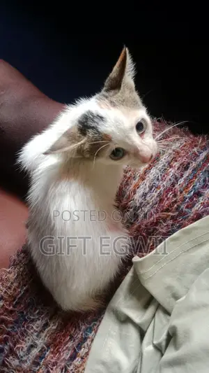 1-3 months Female Mixed Breed Tabby