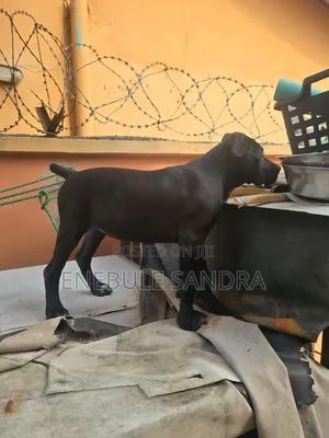 3-6 months Female Purebred Cane Corso