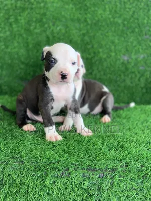 1-3 months Female Purebred American Pit Bull Terrier