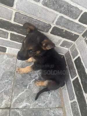 1-3 months Male Purebred German Shepherd