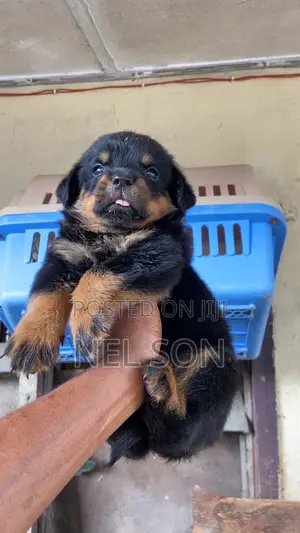 1-3 months Female Purebred Rottweiler