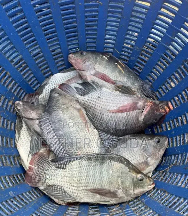 Tilapia Fish for Fresh Water Farming