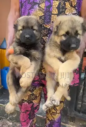 1-3 months Female Purebred Caucasian Shepherd
