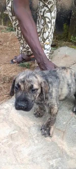 0-1 month Male Purebred Boerboel