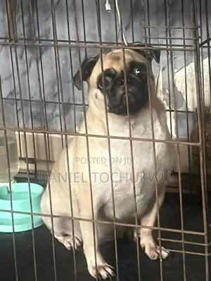 1+ year Female Purebred Pug