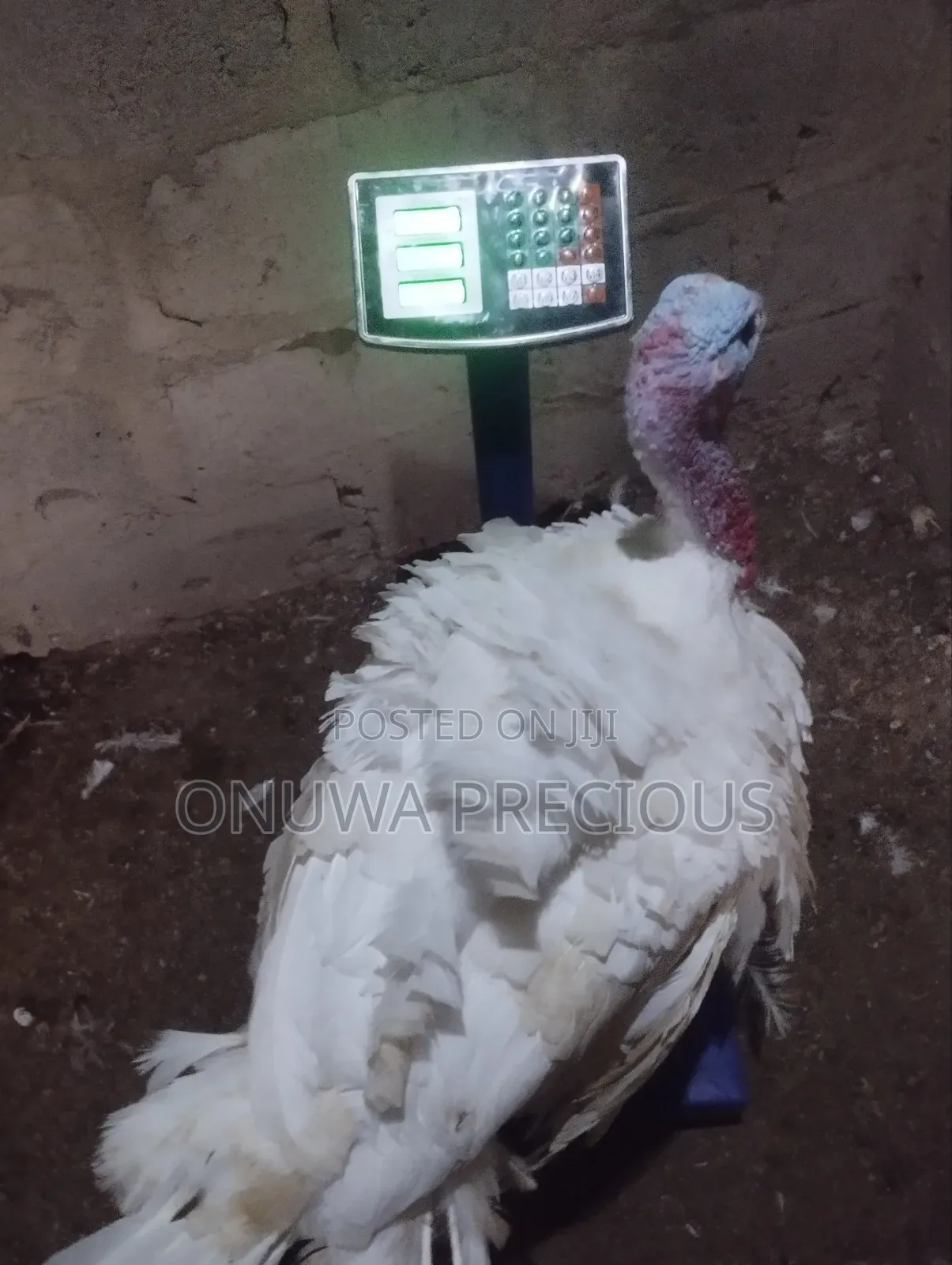 Matured Foreign Turkey